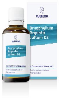 BRYOPHYLLUM ARGENTO cultum D 2 Dilution