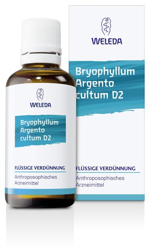 BRYOPHYLLUM ARGENTO cultum D 2 Dilution