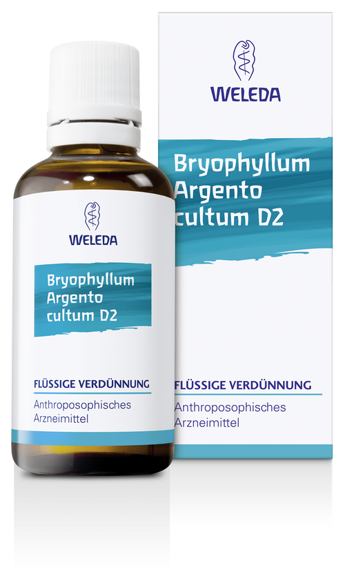 BRYOPHYLLUM ARGENTO cultum D 2 Dilution